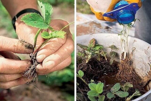 Настойка из имбиря на водке, или Лечение по рецептам тибетских монахов