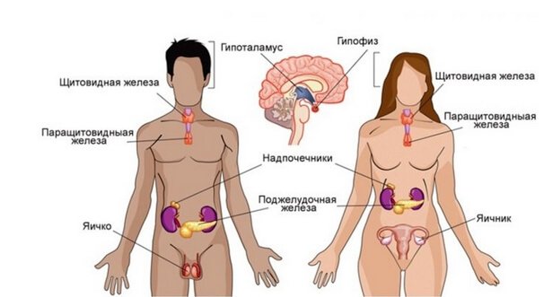 Про гормоны. Оказывается у гормонов тоже есть «часы работы»...